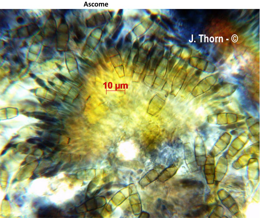 Pestatiolopsis microspora