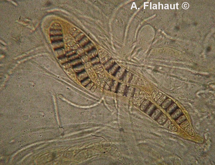 Phaeographis dendritica