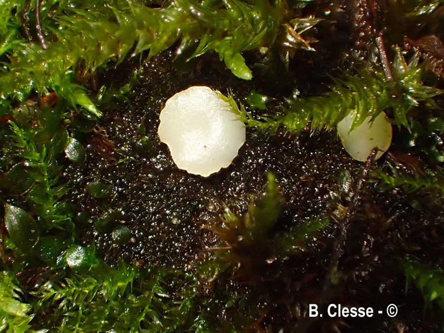 Phaeohelotium geogenum (Hymenoscyphus geogenum)