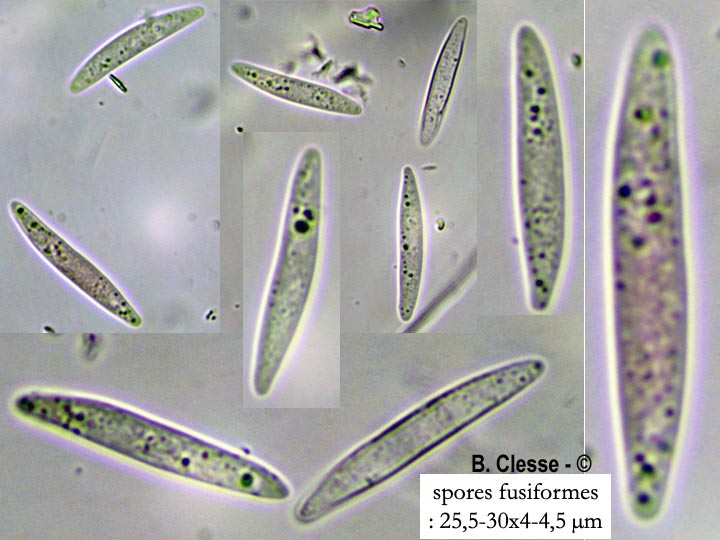 Phaeohelotium geogenum (Hymenoscyphus geogenum)