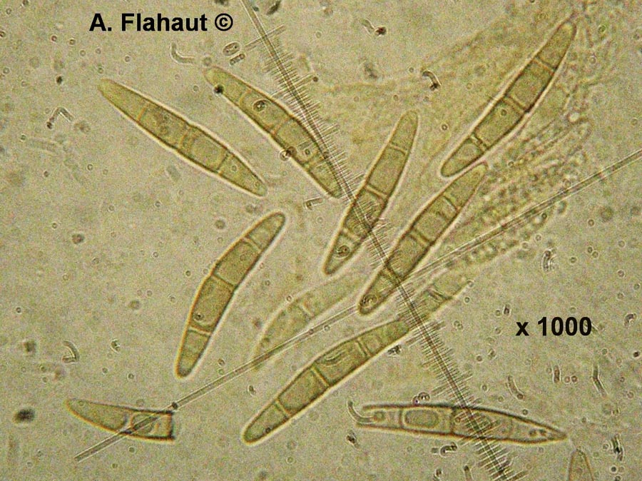 Phaeosphaeria juncina