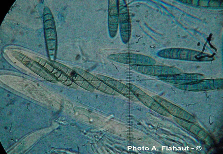 Phaeosphaeria sowerbyi