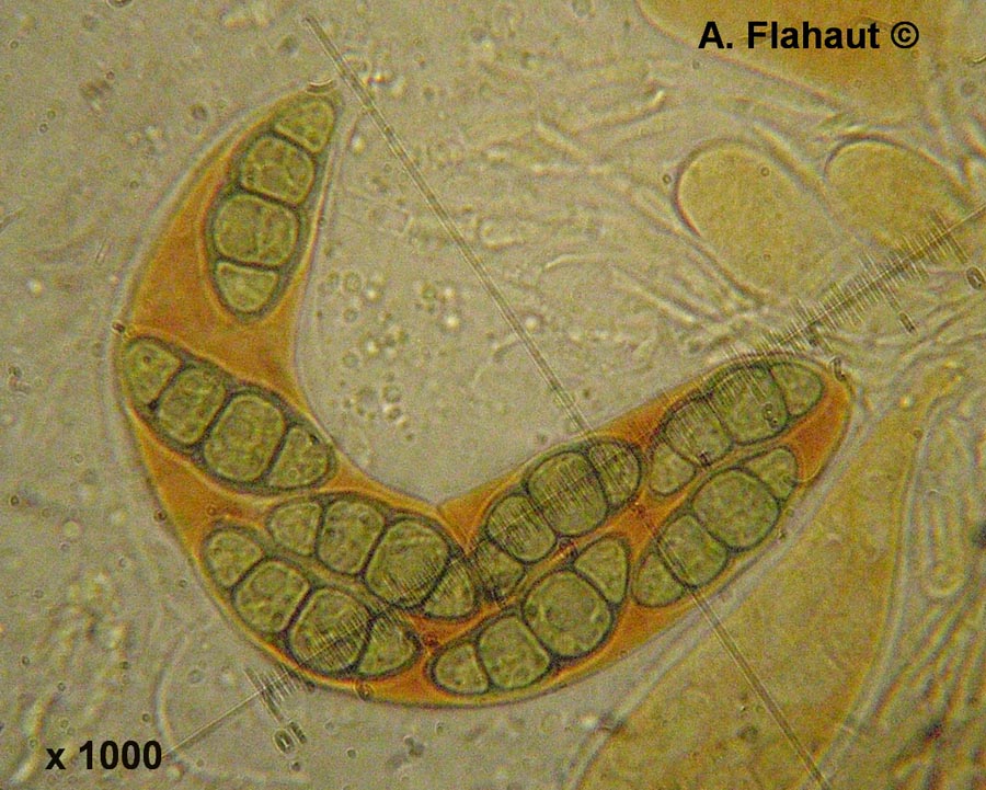 Phaeosphaeria typharum