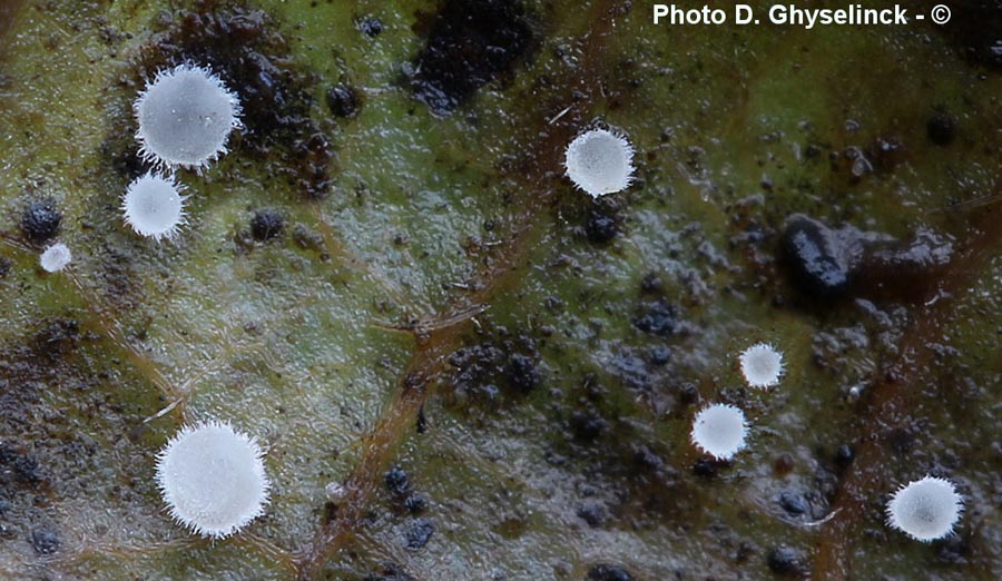 Phialina carpinacea