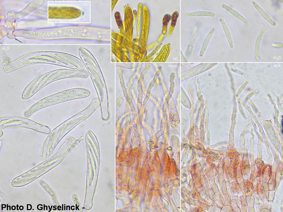 Phialina carpinacea