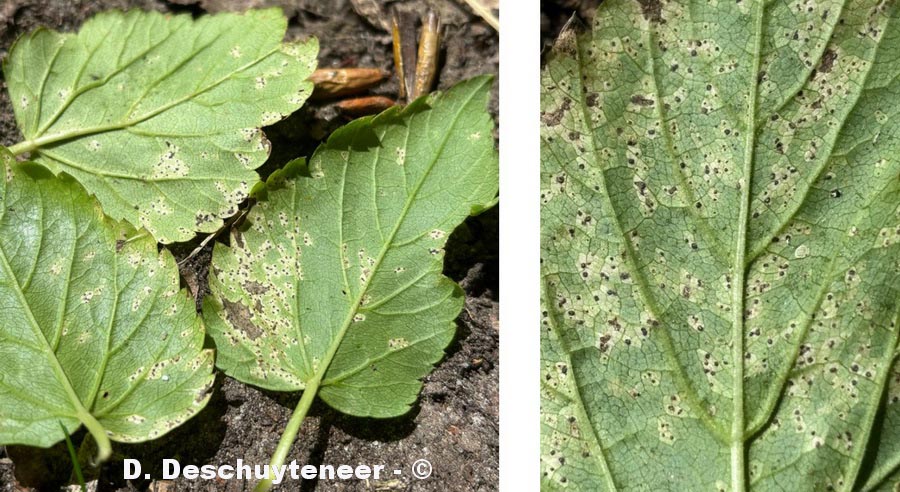Phloeospora podagrariae
