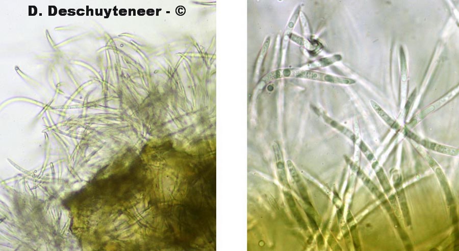 Phloeospora podagrariae