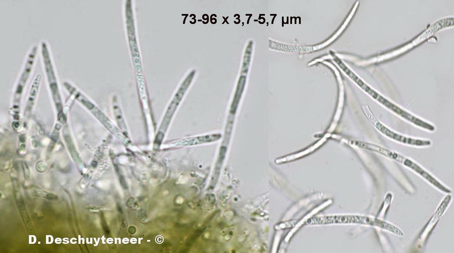 Phloeospora podagrariae