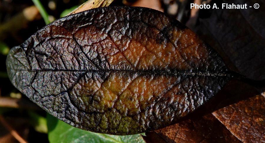 Phoma exigua var. inoxydabilis