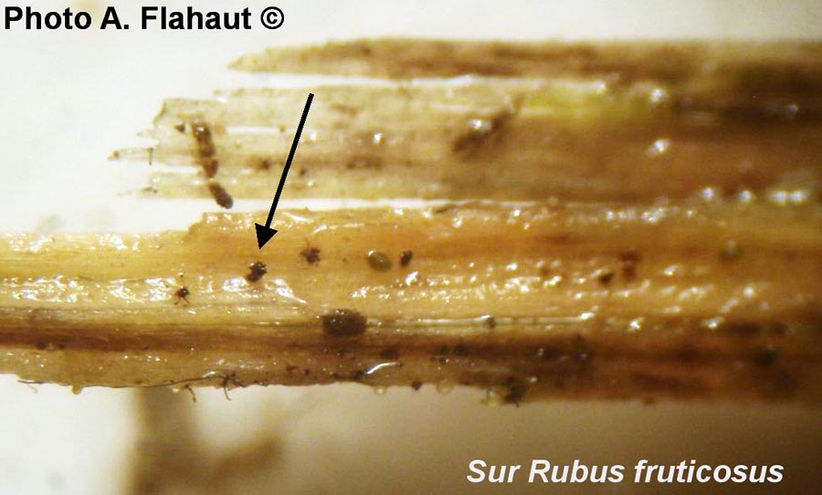 Phragmocephala elliptica