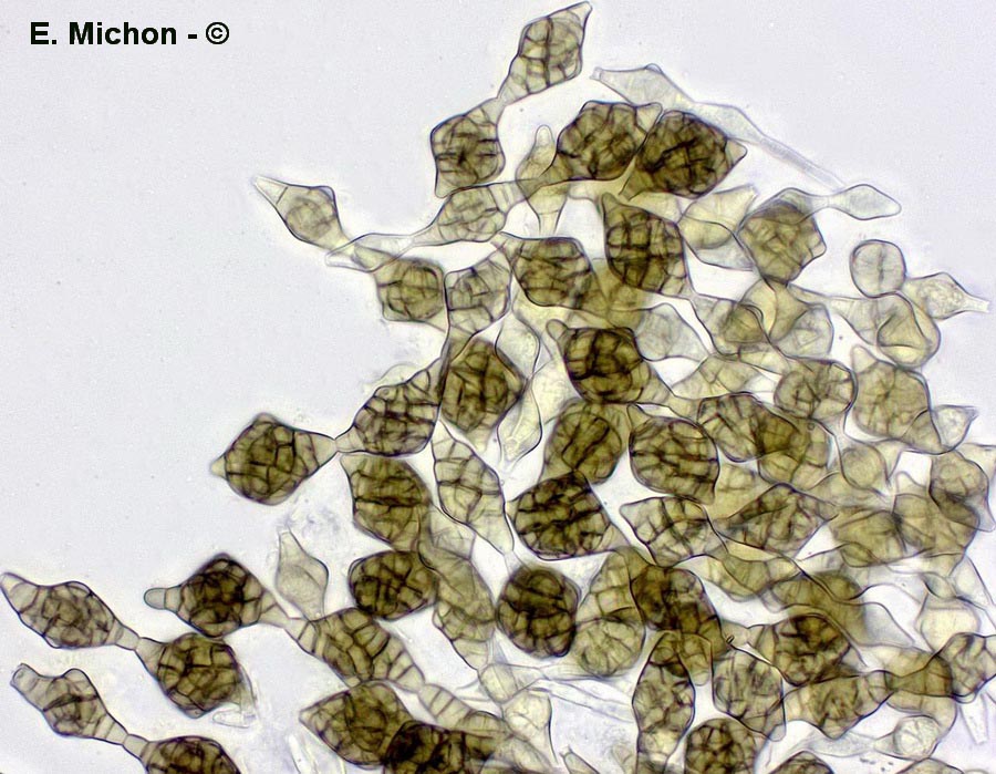 Phragmotrichum chailletii