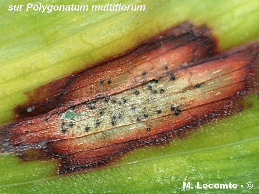 Phyllosticta convallariae