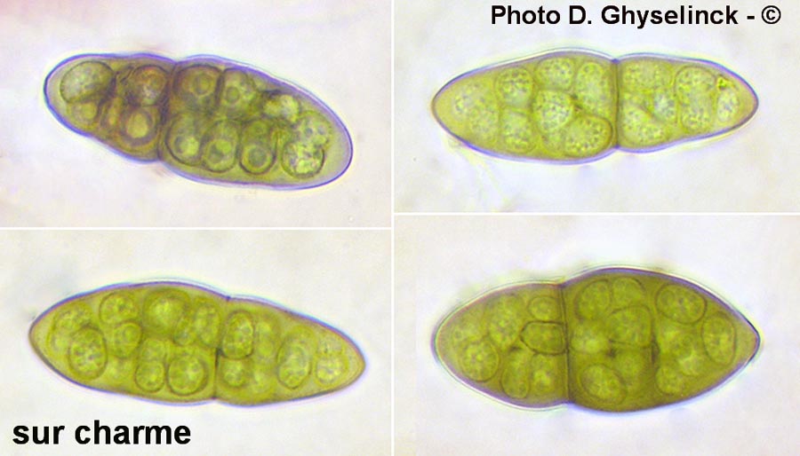 Pleomassaria carpini