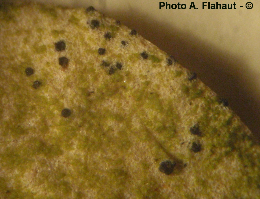 Pleospora halimiones