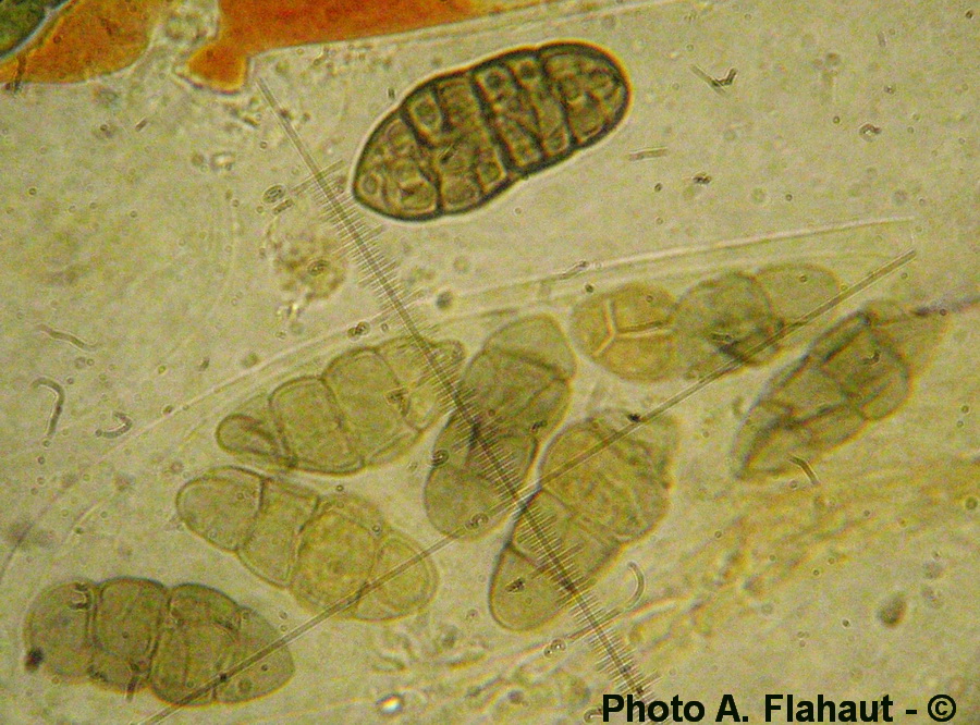 Pleospora halimiones