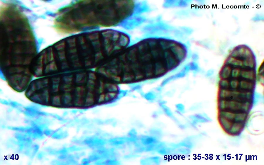 Pleospora herbarum