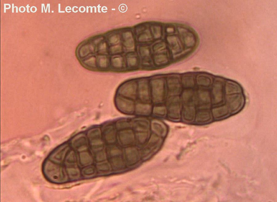 Pleospora herbarum