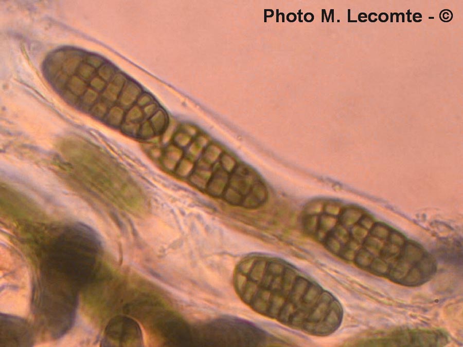 Pleospora herbarum