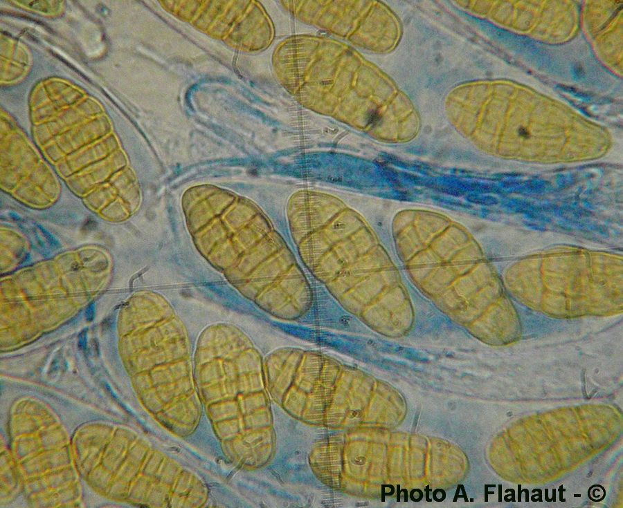 Pleospora spartinae