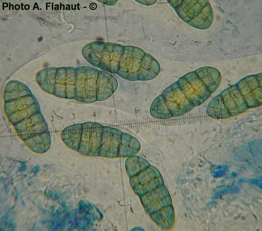 Pleospora valesiaca