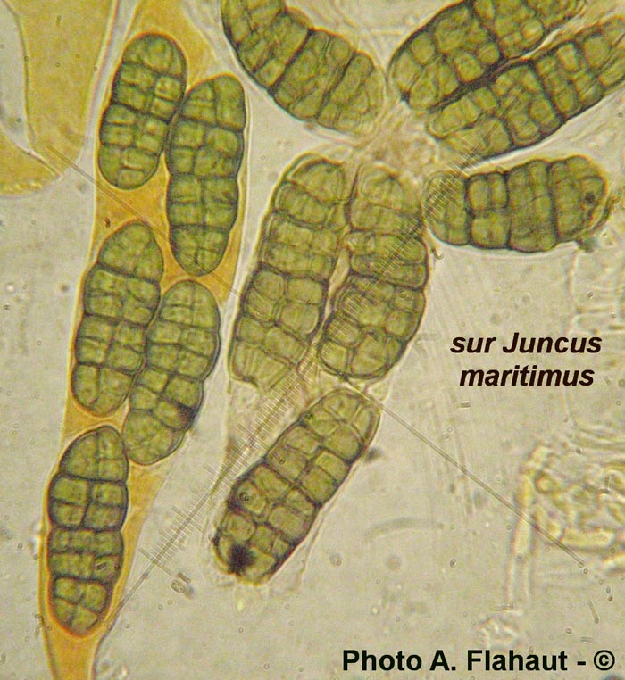 Pleospora valesiaca