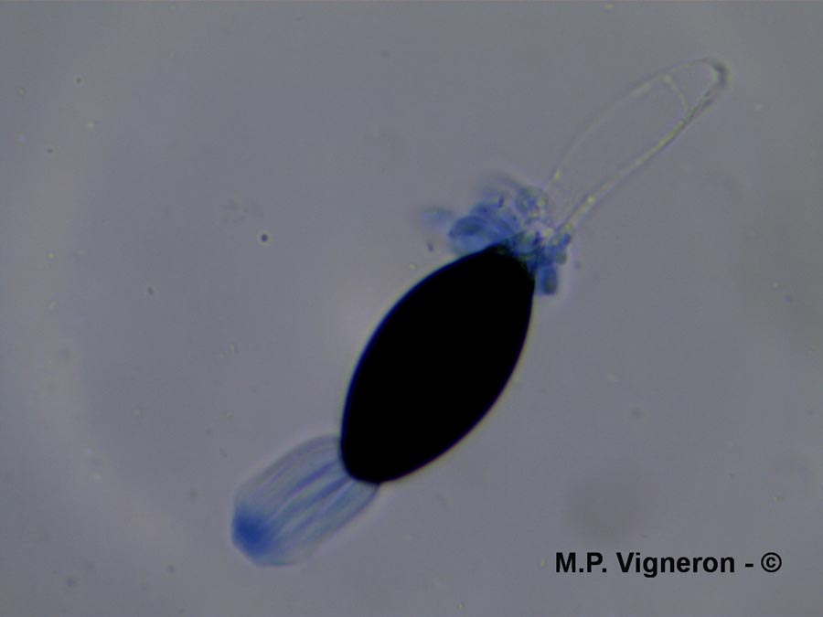 Podospora decipiens