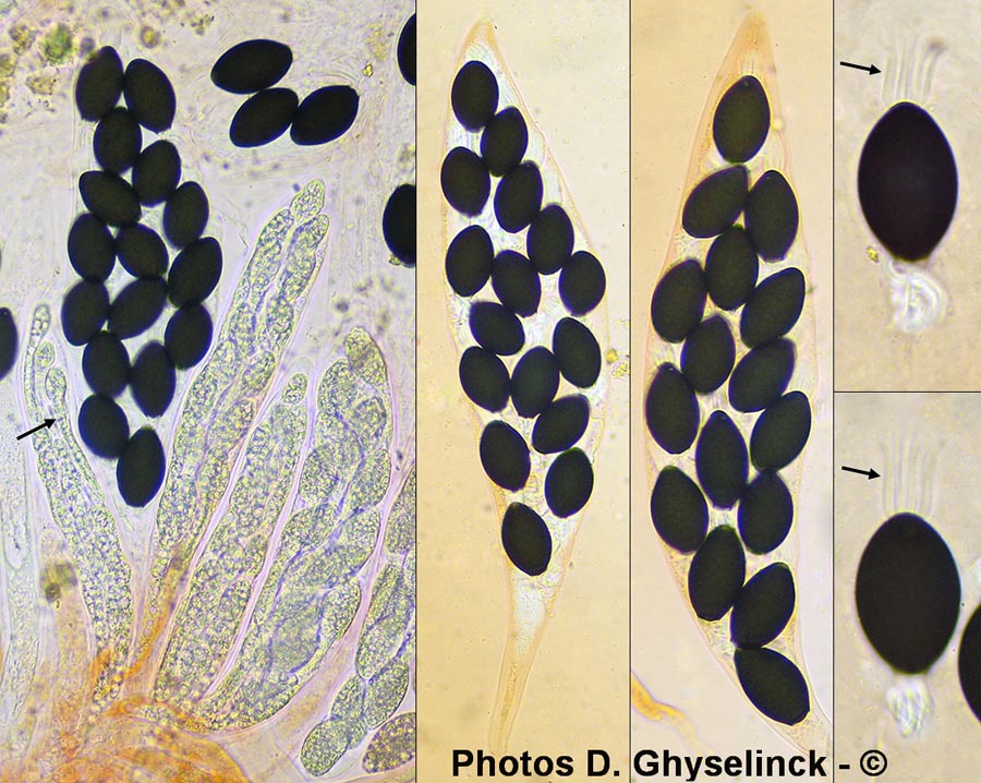 Podospora pleiospora