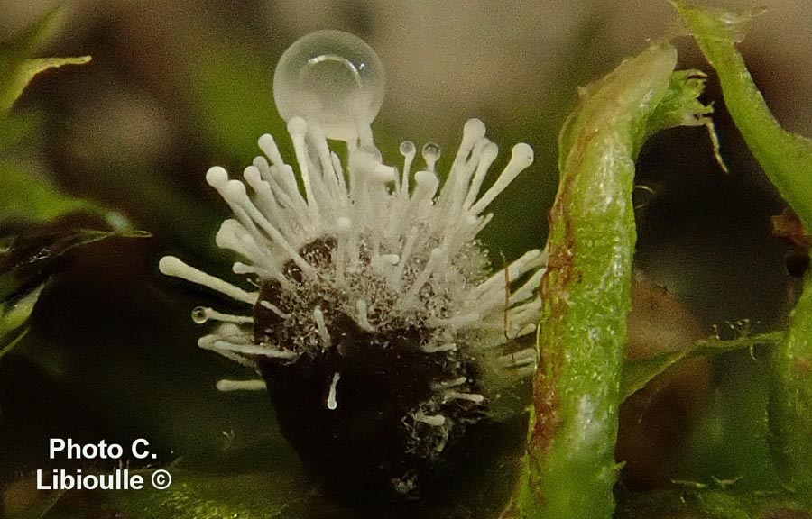 Polycephalomyces tomentosus