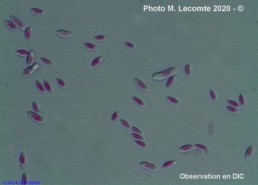 Polycephalomyces tomentosus