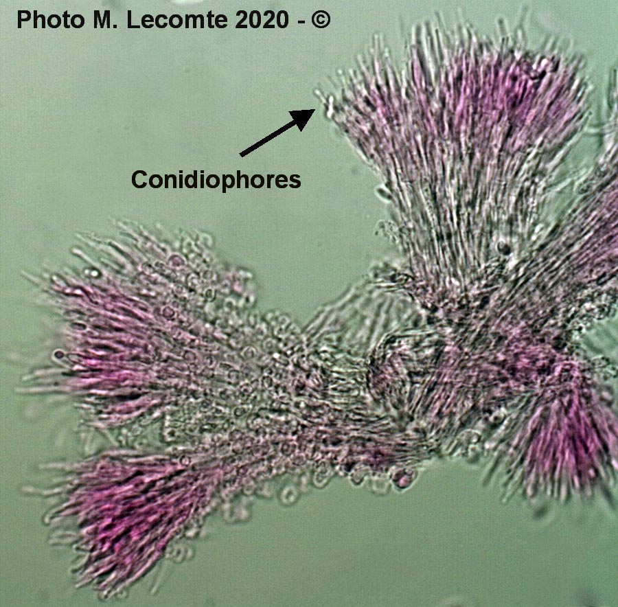 Polycephalomyces tomentosus