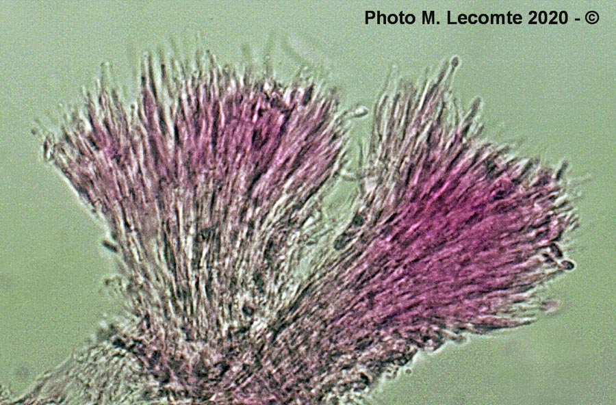 Polycephalomyces tomentosus