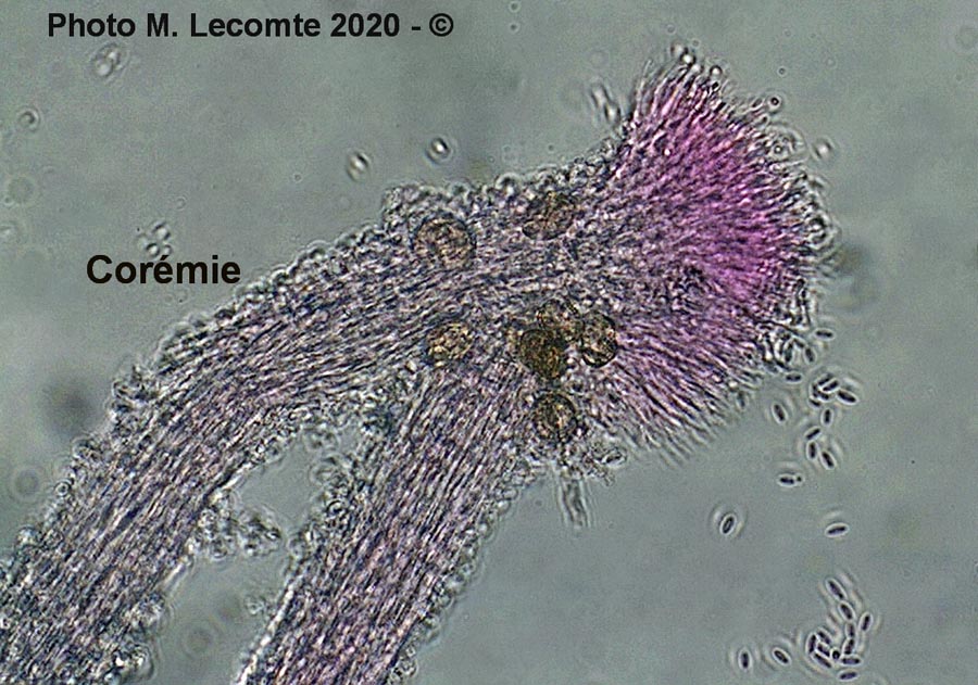 Polycephalomyces tomentosus