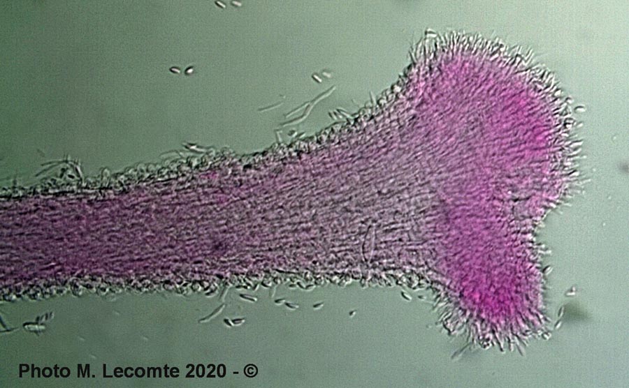 Polycephalomyces tomentosus