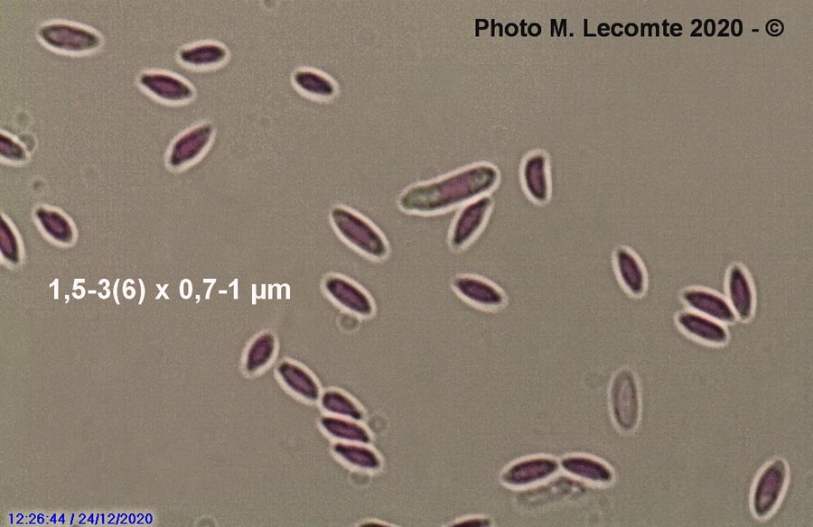 Polycephalomyces tomentosus