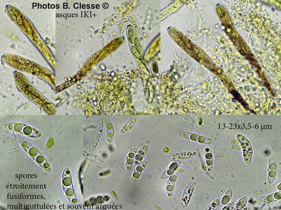 Polydesmia pruinosa