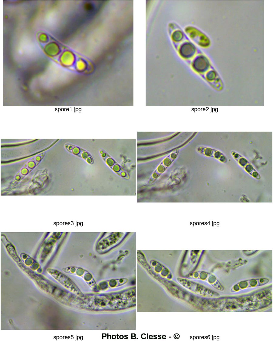 Polydesmia pruinosa