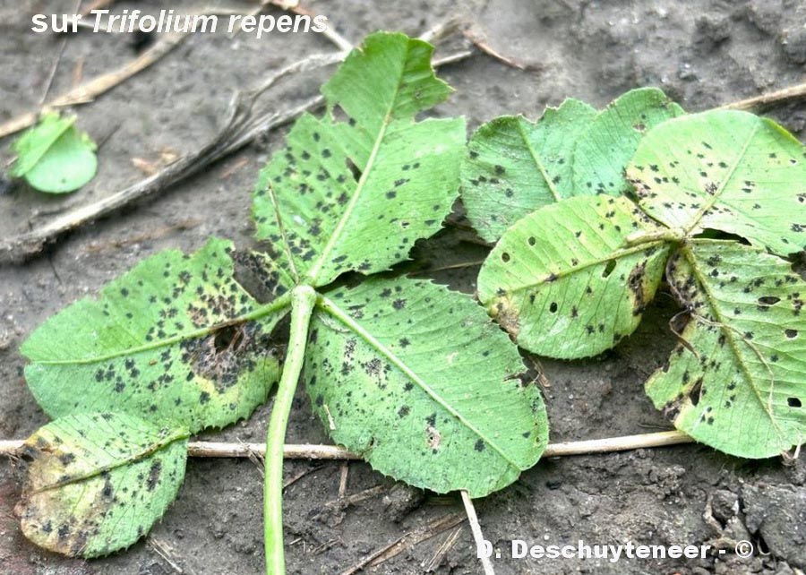 Polythrincium trifolii