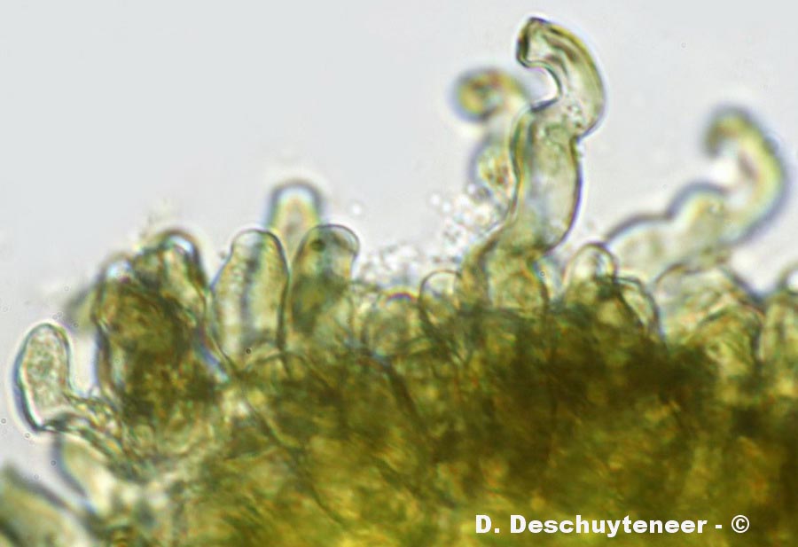 Polythrincium trifolii