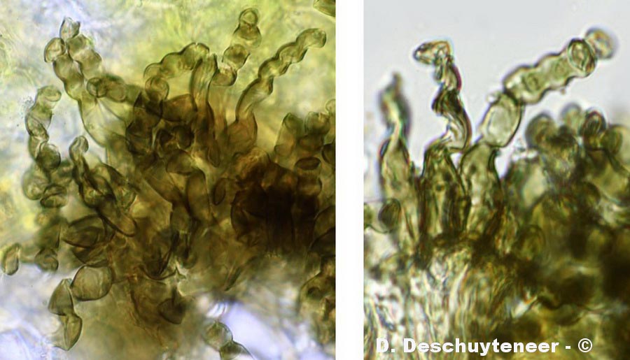 Polythrincium trifolii
