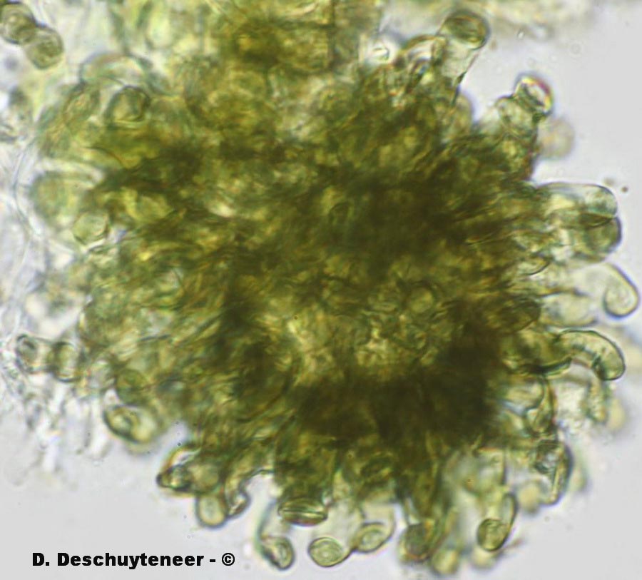 Polythrincium trifolii