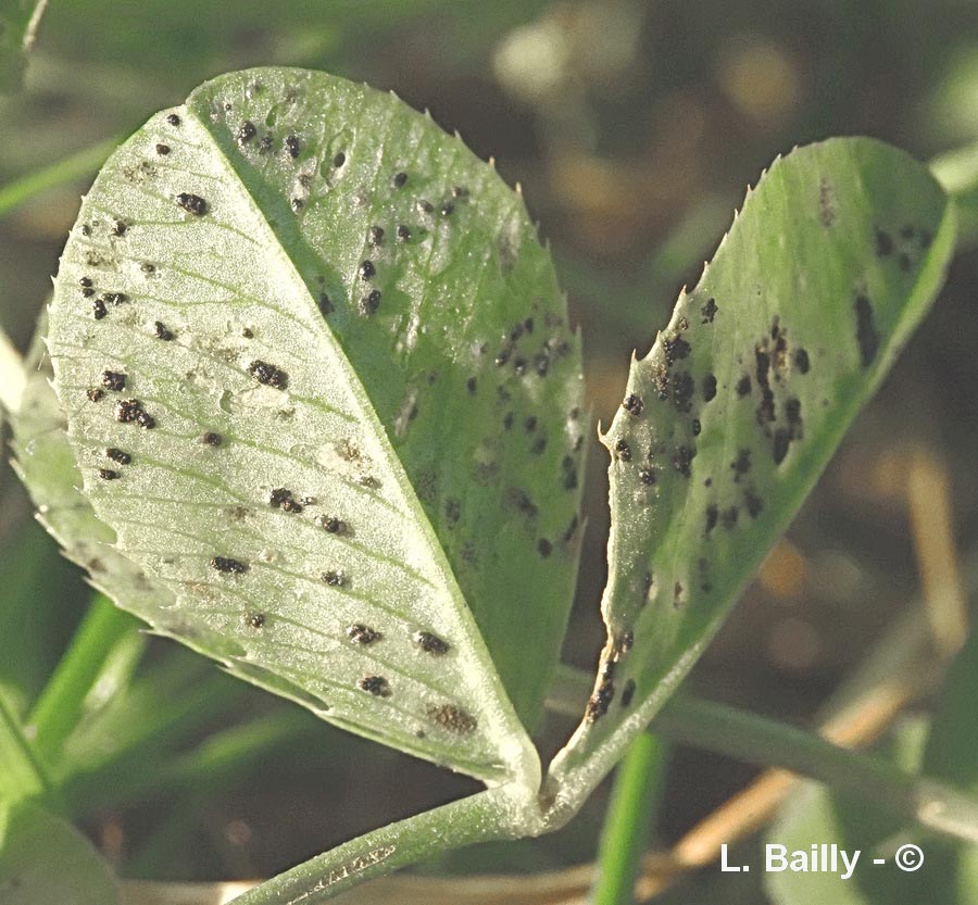 Polythrincium trifolii