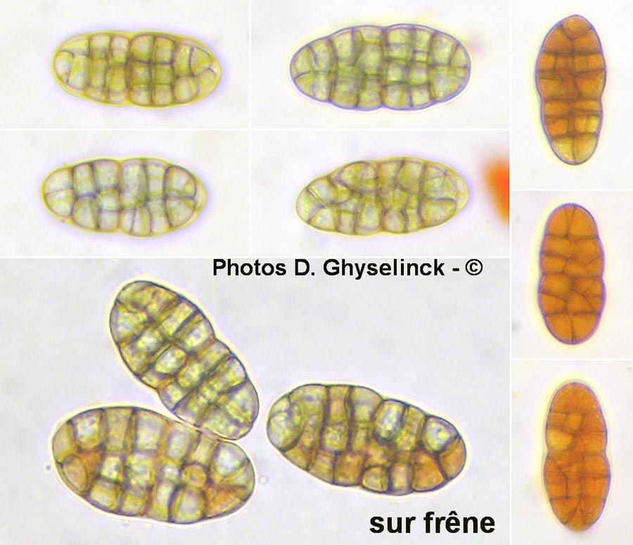 Praetumpfia obducens