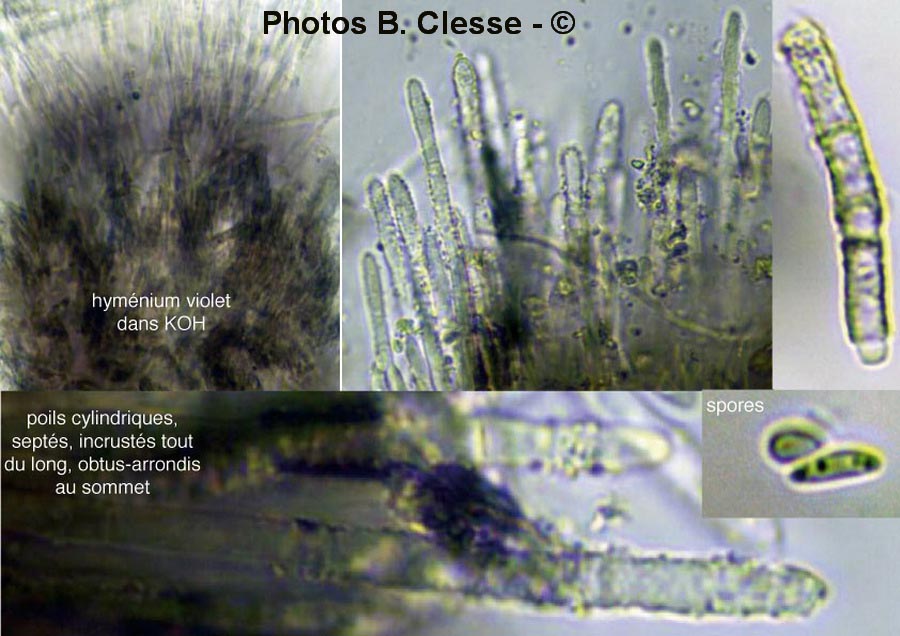 Proliferodiscus pulveraceus