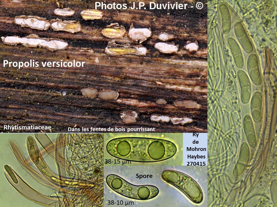 Propolis versicolor