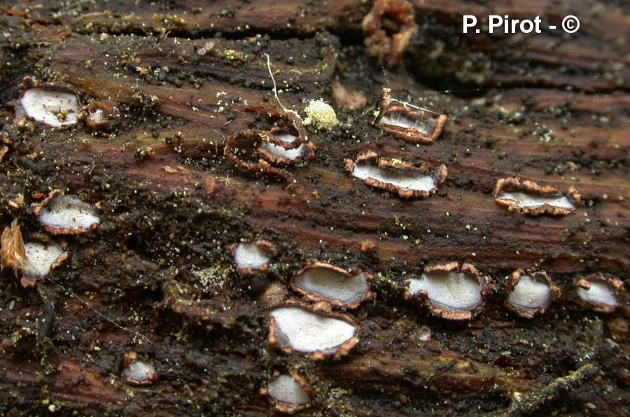 Propolis versicolor