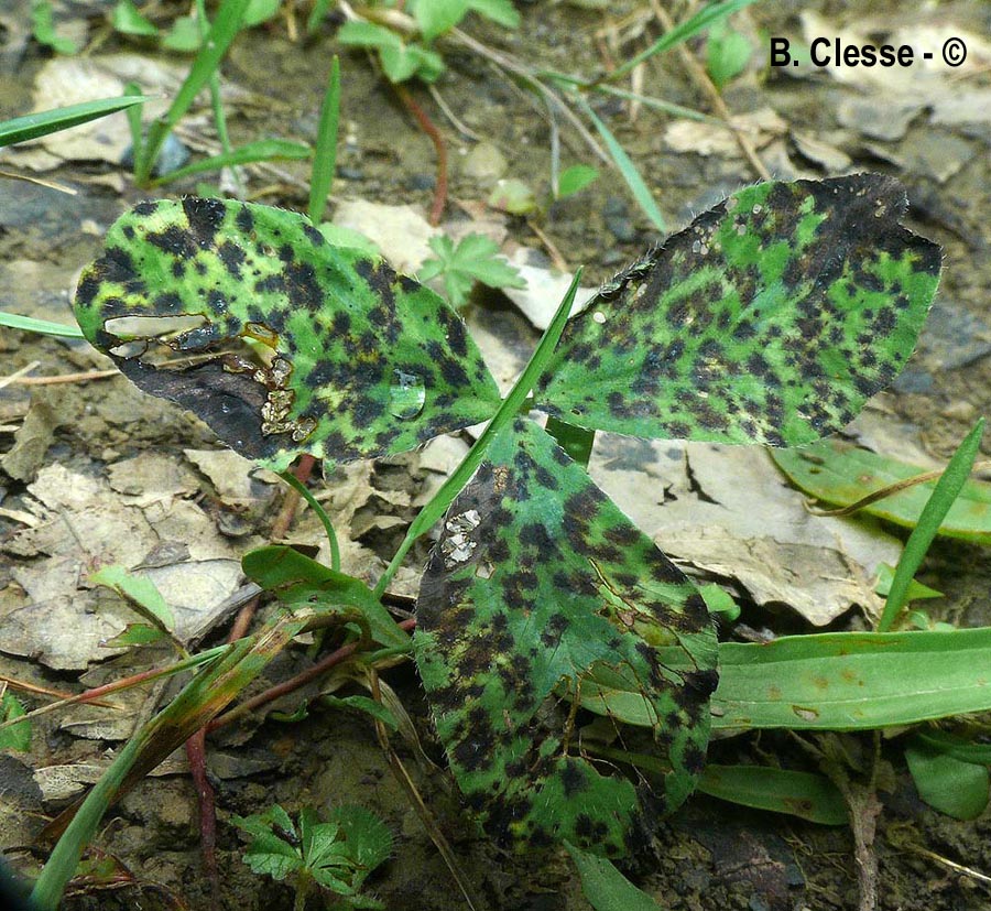 Pseudopeziza trifolii