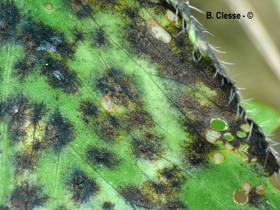 Pseudopeziza trifolii