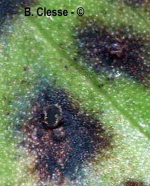 Pseudopeziza trifolii