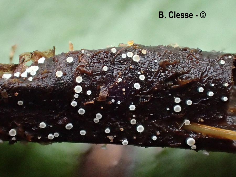 Psilachnum chrysostigmum var. versicolor