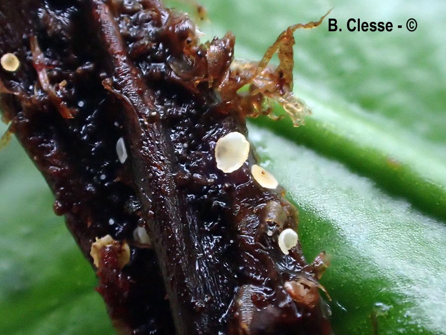 Psilachnum chrysostigmum var. versicolor
